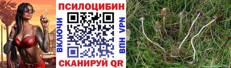 Псилоцибиновые грибы Psilocybine cubensis  mega зеркало  Красный Холм  купить  